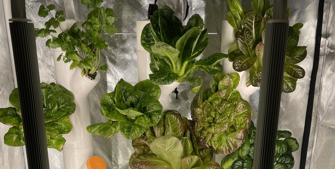 The Secret to Thriving Hydroponic Plants Starts Before the System