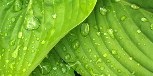 Understanding Vapor Pressure Deficit (VPD)